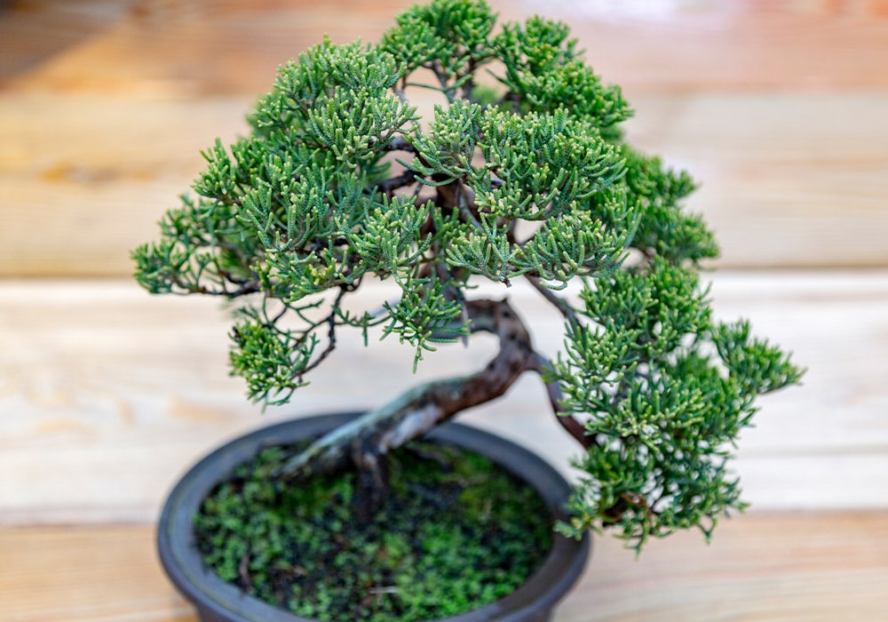 A small bonsai tree sits in a round black pot; its intricate branches and dense, green foliage are placed on a wooden surface.