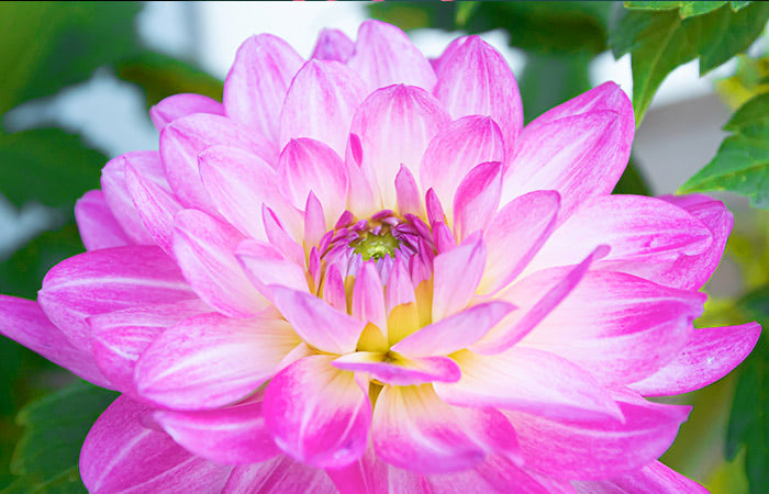 A vibrant pink dahlia blooming, with yellow accents at its center, surrounded by green foliage in a garden setting.