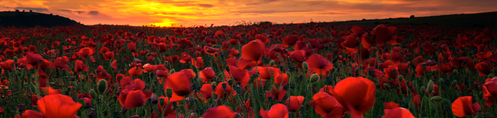 A field of vibrant red poppies stands tall as the sun sets, painting the sky with warm orange hues in a countryside landscape.