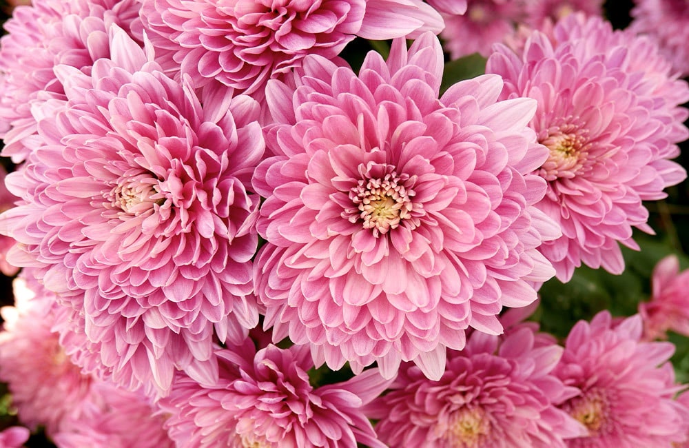 Clusters of fully bloomed, lush pink chrysanthemums tightly packed together, with layered petals creating a dense floral display. The background consists of more blurred pink chrysanthemums and green foliage.