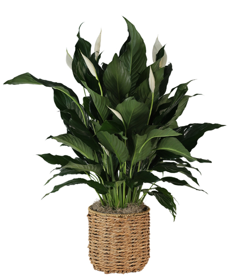 Peace Lily in Basket