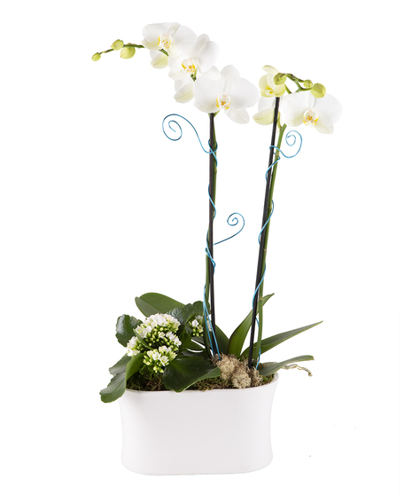 Orchid and Kalanchoe Planter