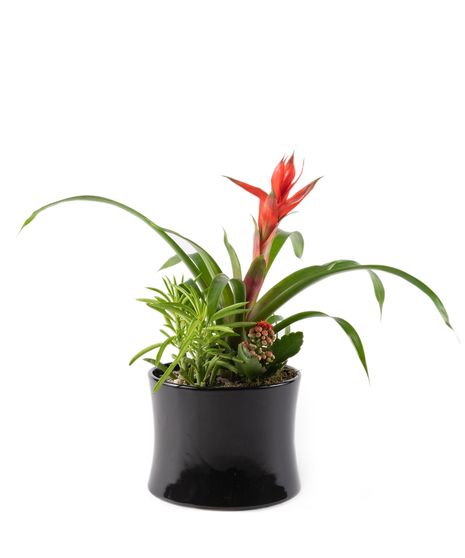 Dynamite Bromeliad