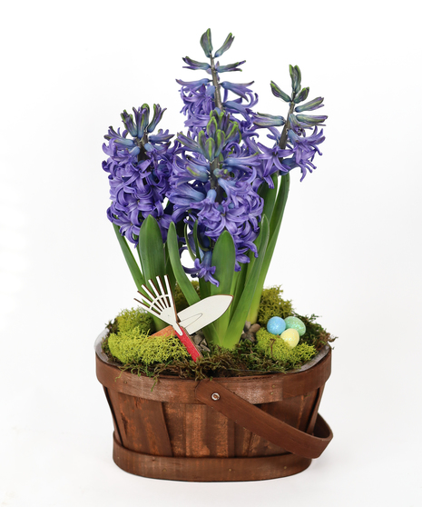 HYACINTH GARDEN BASKET - BULB GARDEN