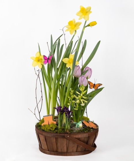 GARDENER'S SPRING DELIGHT - BULB GARDEN