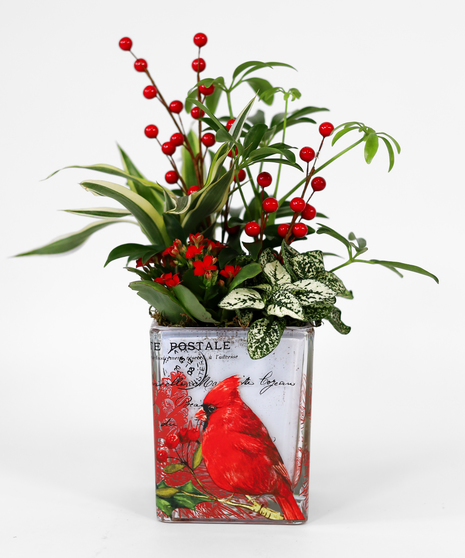 Cardinal Serenade Planter