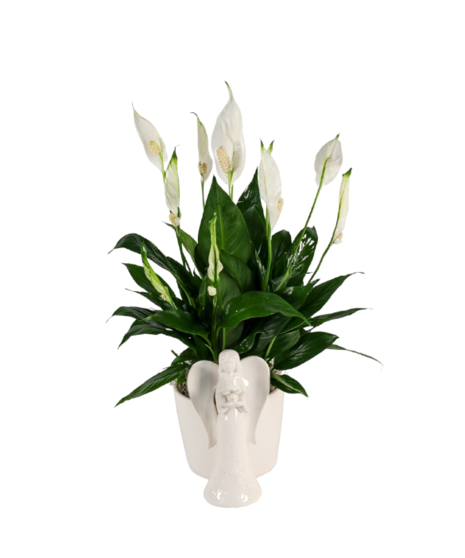 SERENITY ANGEL PEACE LILY