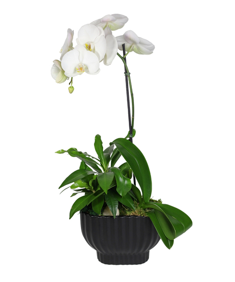 unique black ceramic container serves as the perfect canvas to showcase the exquisite orchid blooms