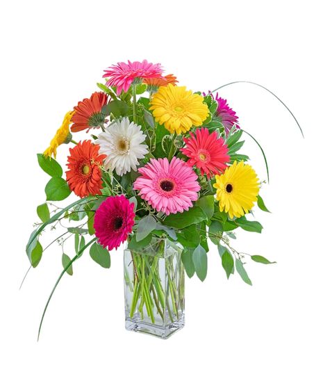 One Dozen Colorful Gerbera