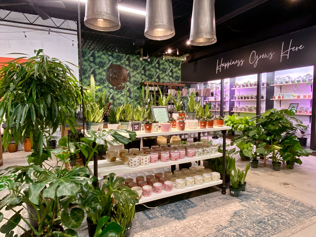 Indoor plants and vases on display in our spacious showroom